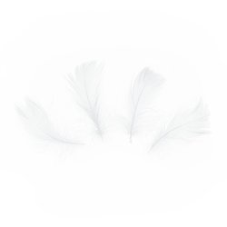 Decorative feathers short - white, 50 pieces