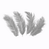 Decorative feathers long - gray, 50 pieces