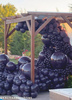 Balony lateksowe Kalisan Plum, fioletowy 45 cm, 25 szt.